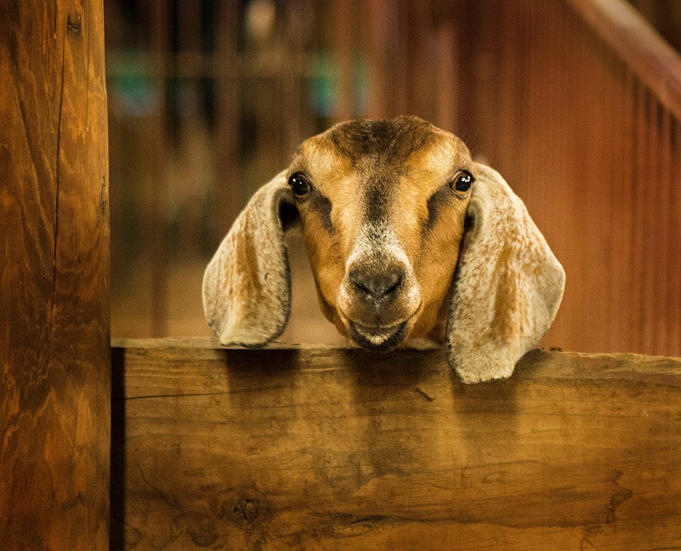 Photo Courtesy of Bill Johnsen