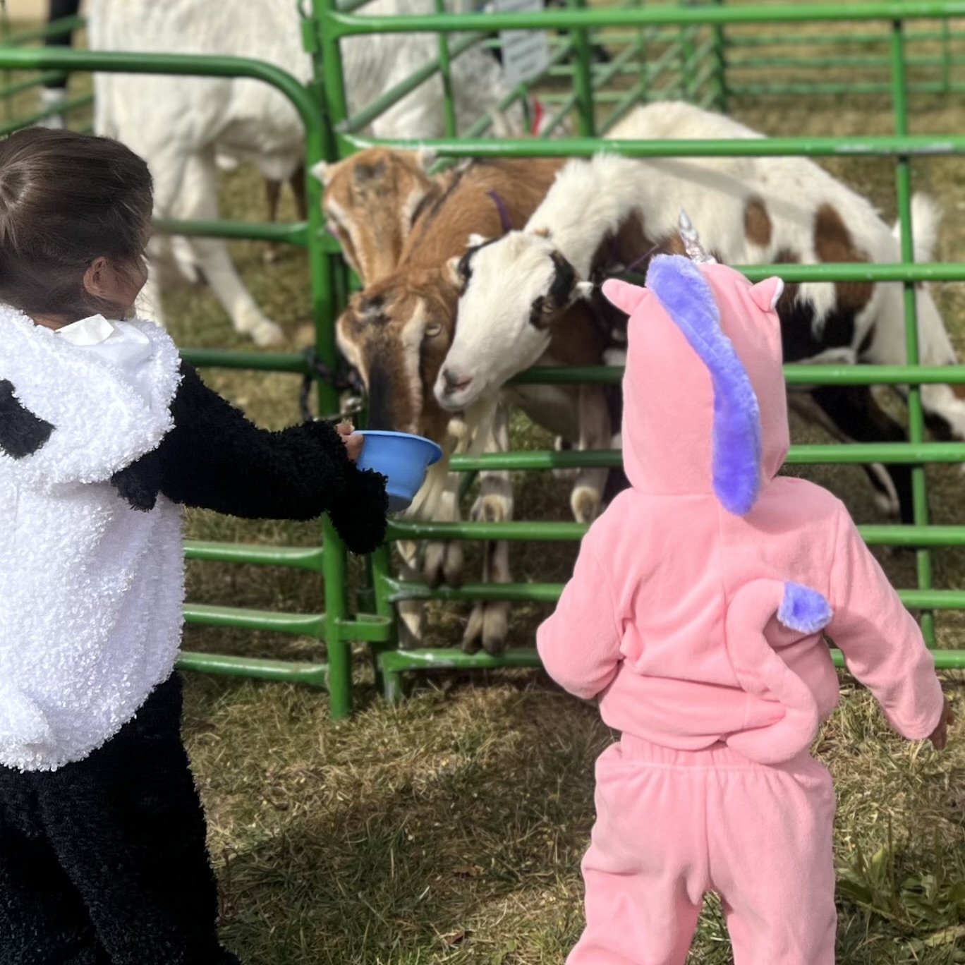 Kids feed animals in the petting zoo