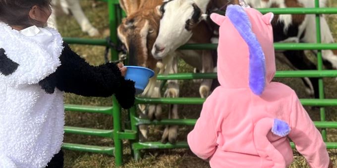 Kids feed animals in the petting zoo