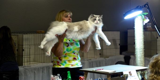 Cat being judged at the show.