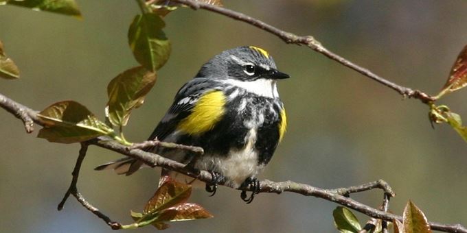 Yellow-rumped Warbler - (Photo:  Tom Andersen)