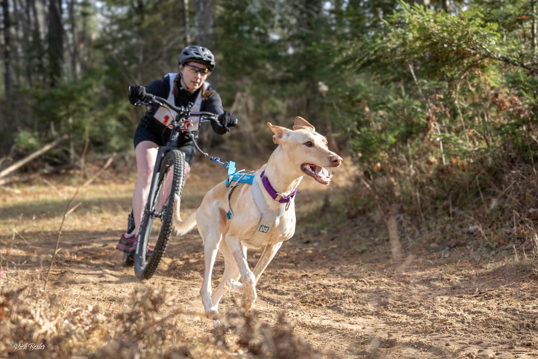 A single dog and its owner race together at the Redpaw Dirty Dog Dryland Derby.