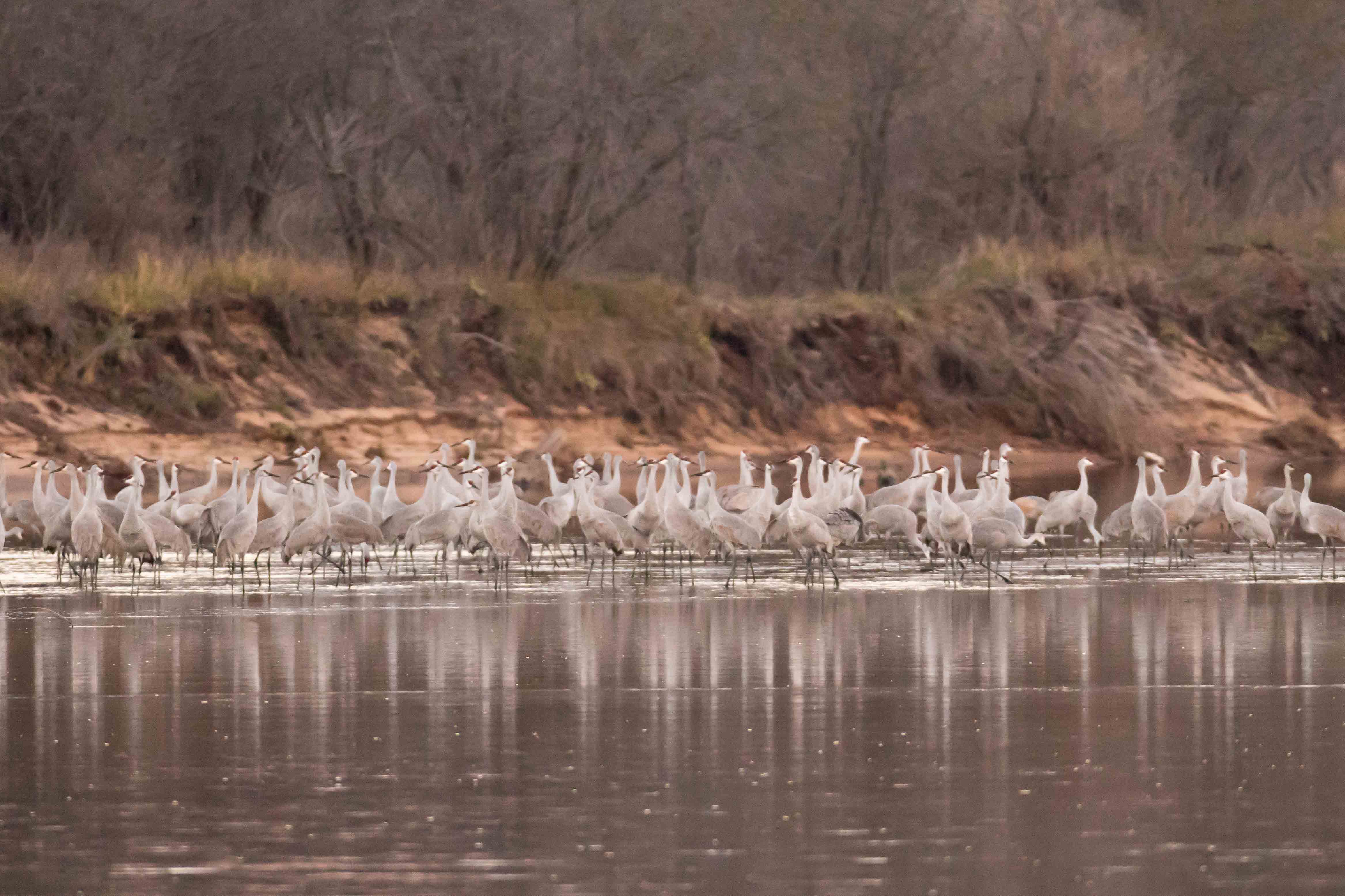 Thousands of sandhill cranes congregate on the Wisconsin River near the Leopold Center.