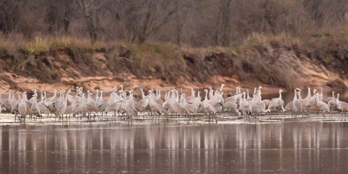 Thousands of sandhill cranes congregate on the Wisconsin River near the Leopold Center.