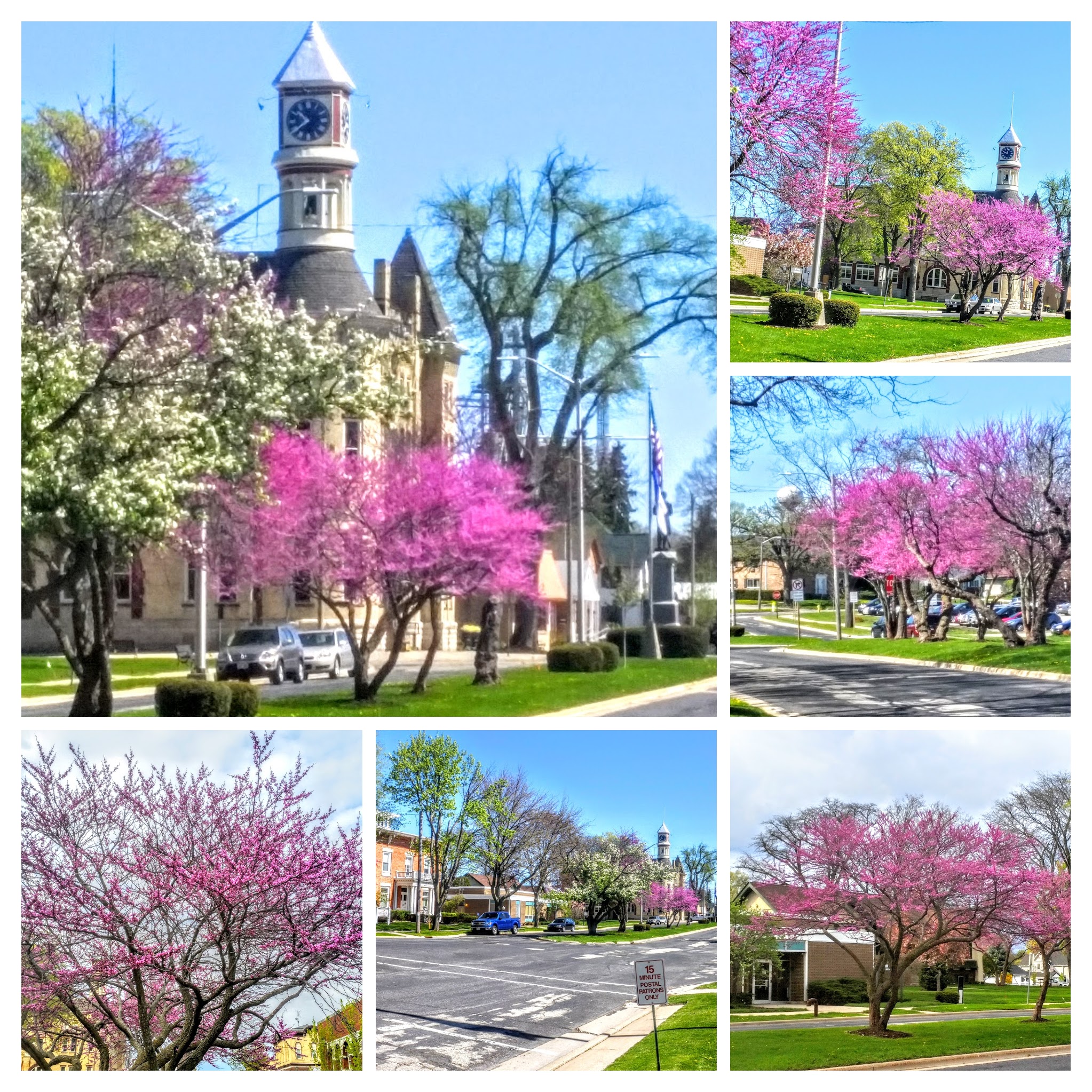 Come on out and see these trees in full bloom
