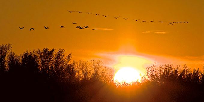 Thousands of sandhill cranes fly in to gather on safe roosting grounds along the Wisconsin River just before sunset.