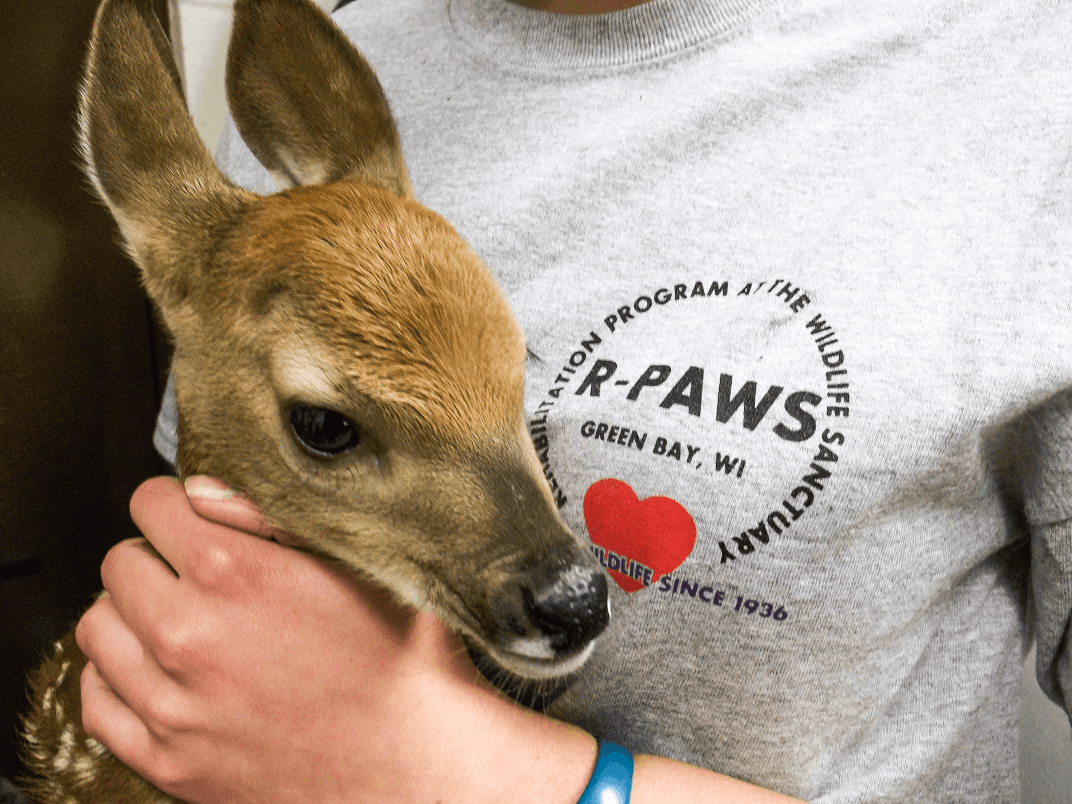 Walk for Wildlife at the Bay Beach Wildlife Sanctuary.