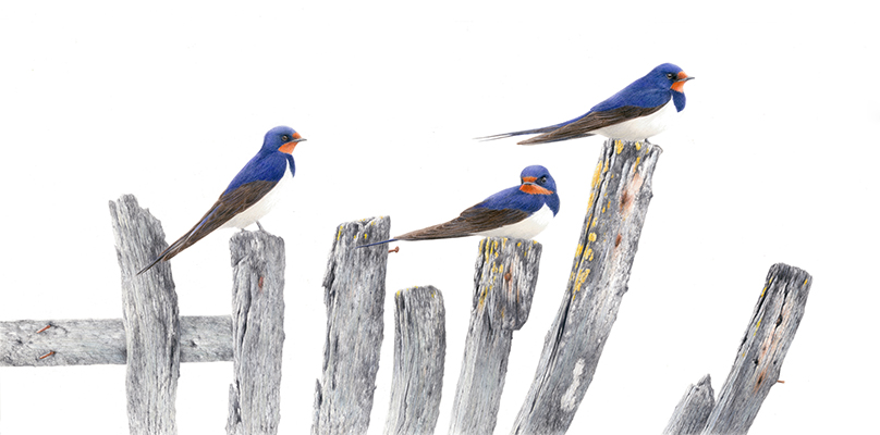 Alan Woollett, "Three’s a Crowd," 2021, polychromos pencils on Fabriano artistico paper