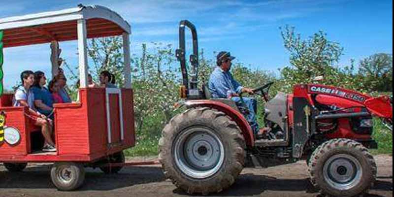 Hop on the Big Bunny Express train through the orchard to  the Enchanted forest to Bunnyville!