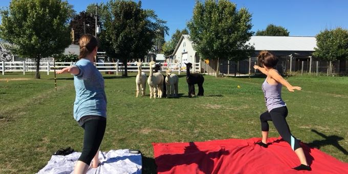 Yoga in a clean pasture with friendly and curious alpacas.