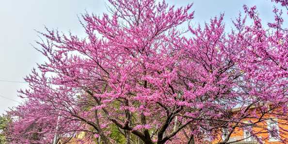 The Redbud Tree in full bloom Columbus Wisconsin Strain