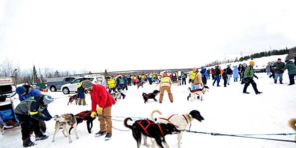 Volunteer at the Apostle Islands Sled Dog Race