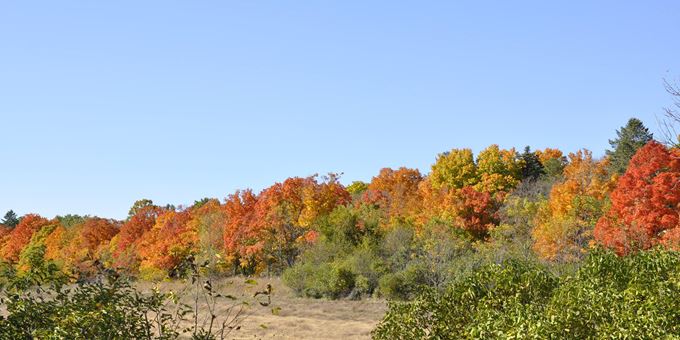 Fall foliage at MacKenzie Environmental Center.