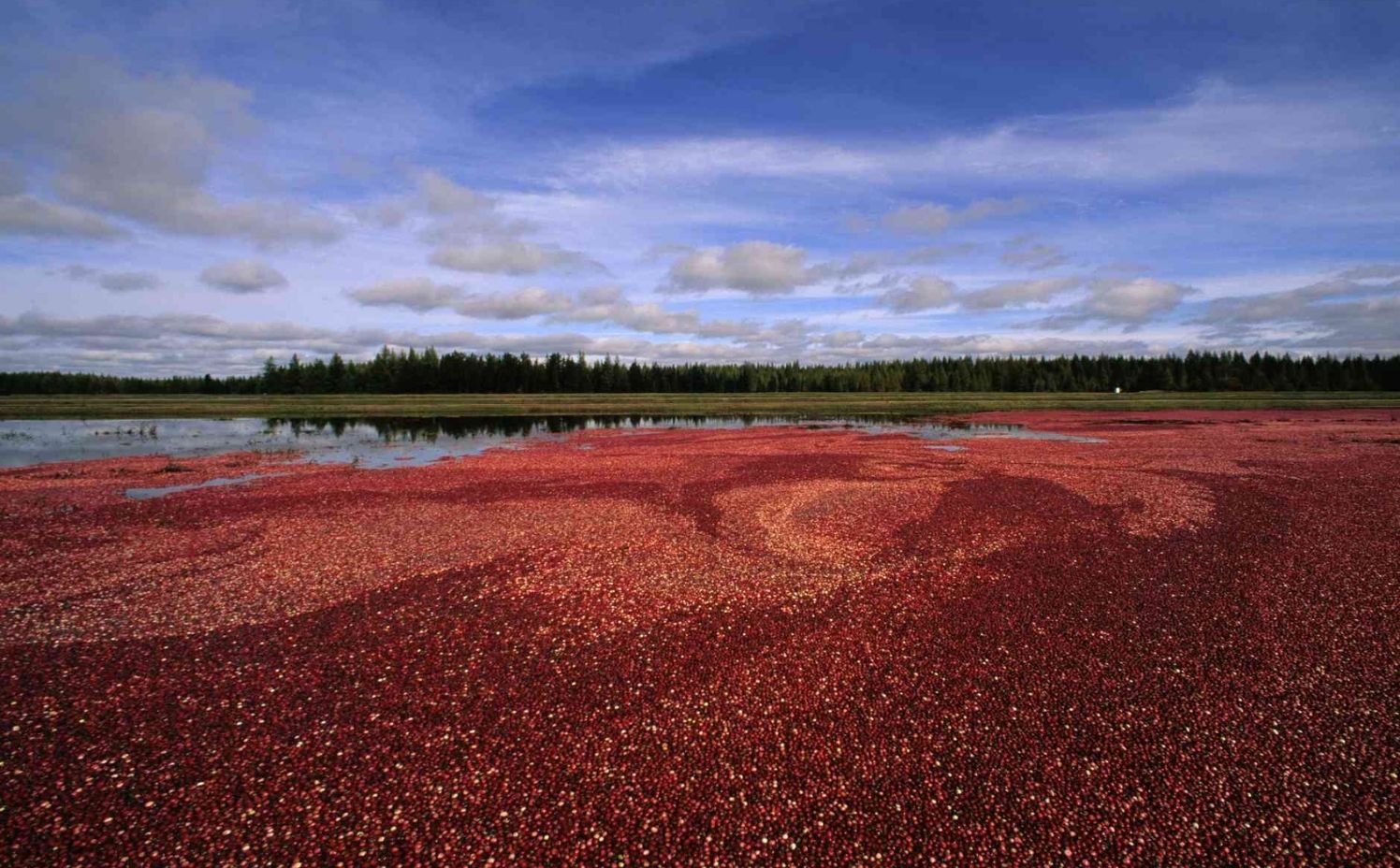 See of red cranberries at harvest.