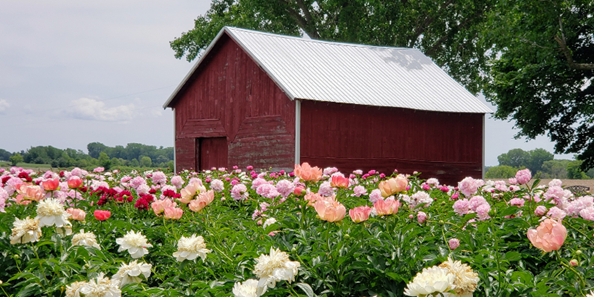 Picnic in the Peonies at Ovans Peony Farm Thursday, June 8th, 2023 | 5 PM - 8 PM