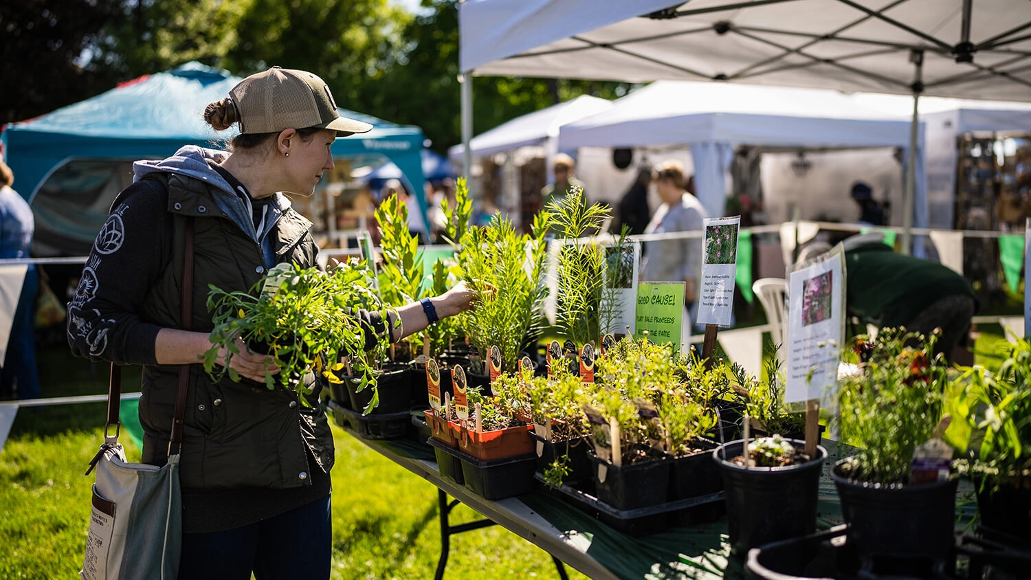 A woman examines plants at a Festival of Spring market stall outdoors under sunny conditions.