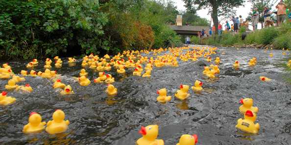 Thousands of ducks on their way to the finish line!