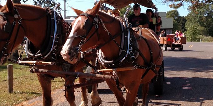 Enjoy a free carriage ride as Coen&#39;s Belgians stroll around the park.