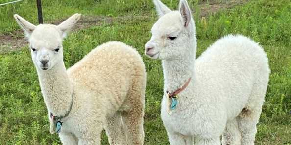 Celebrate the birth of our baby alpacas