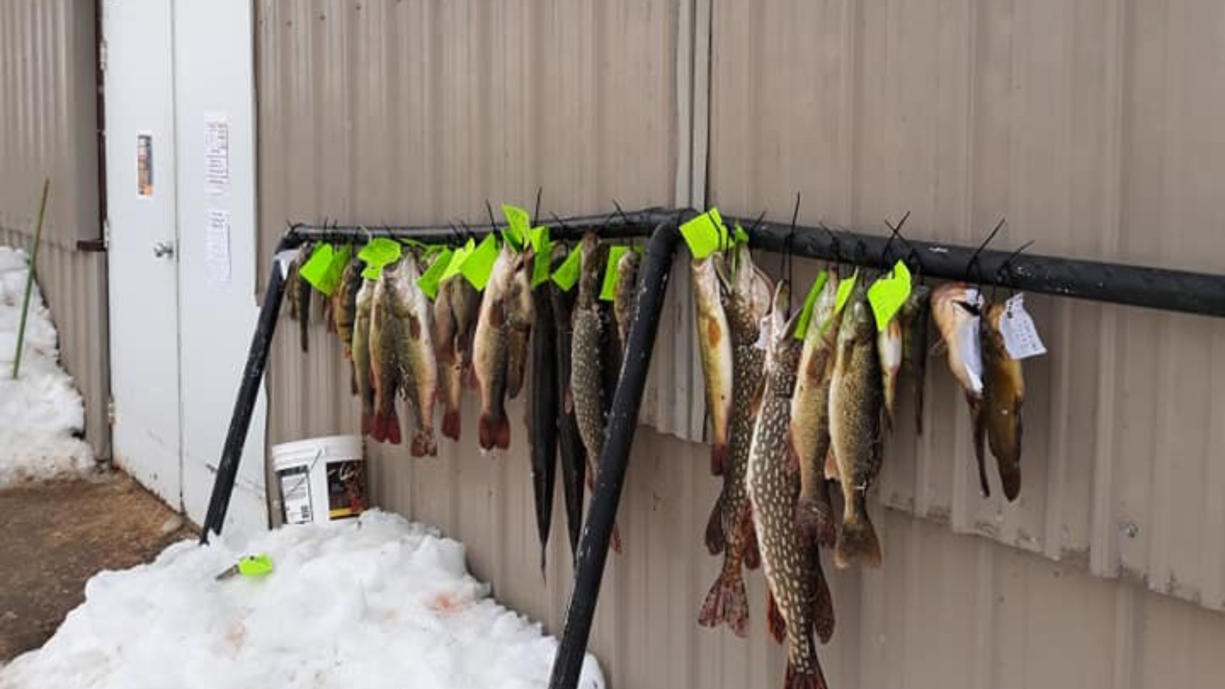 A line of freshly caught fish hangs from a metal rack outside a building, each tagged with a bright green or white label. Snow piles up at the base of the rack.