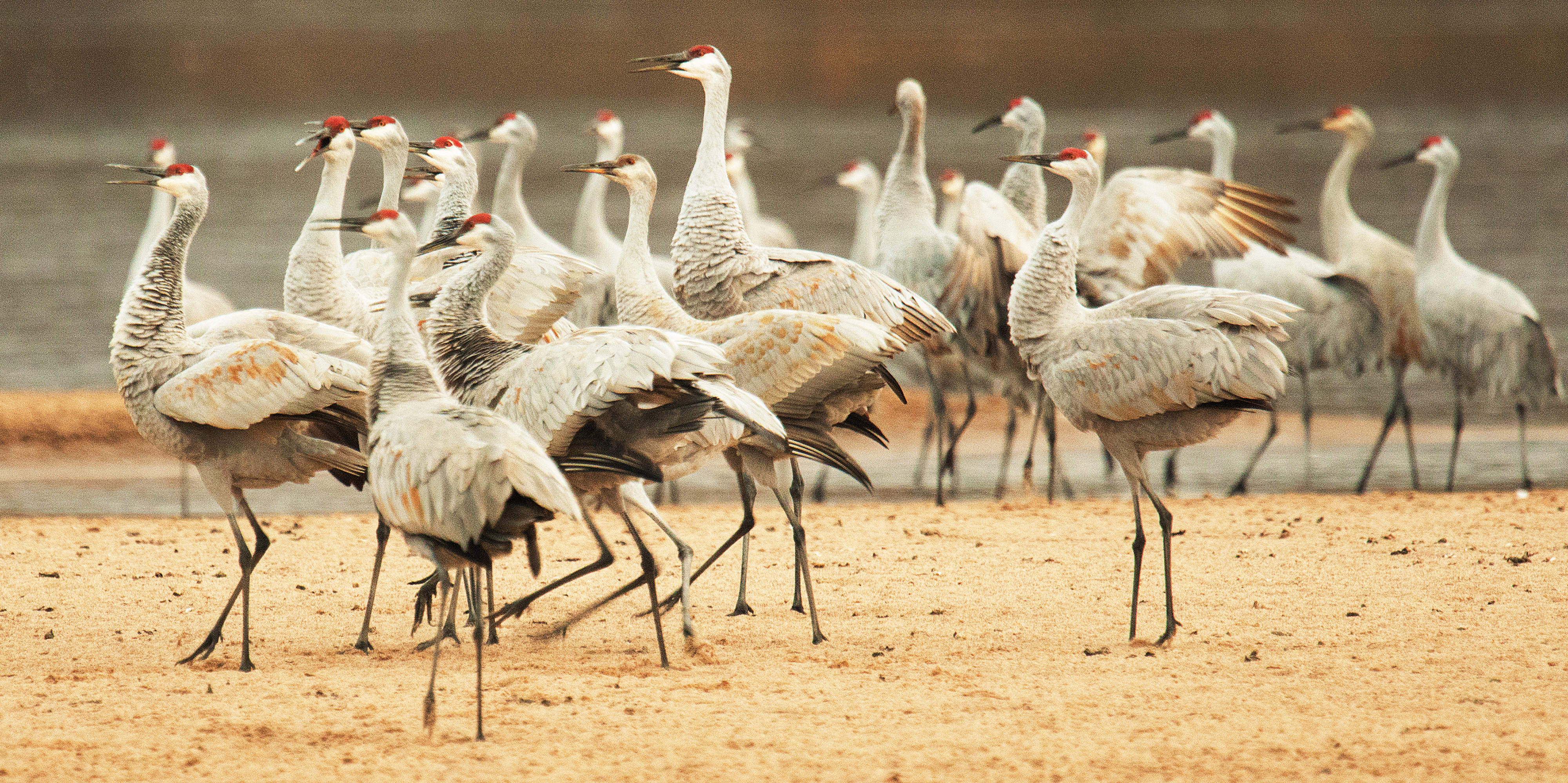 As they congregate, the sandhills' calls and dances create a cacophony that entertains.