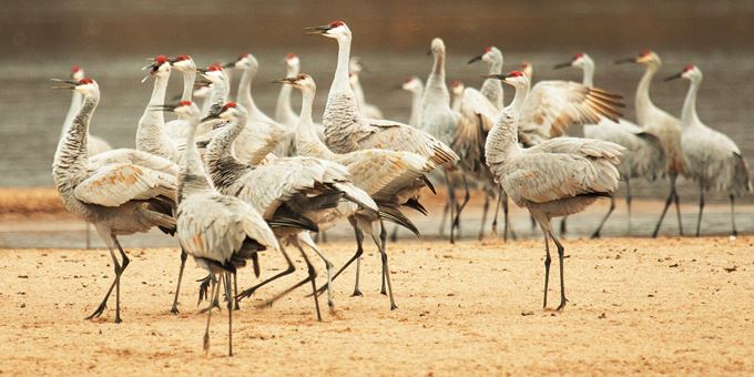 As they congregate, the sandhills&#39; calls and dances create a cacophony that entertains.