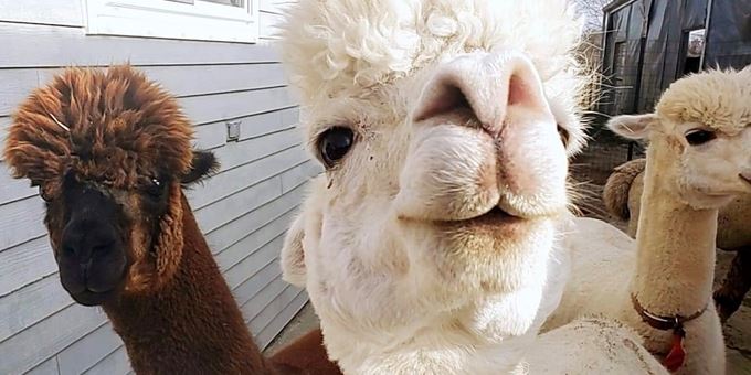 Interact with the alpacas