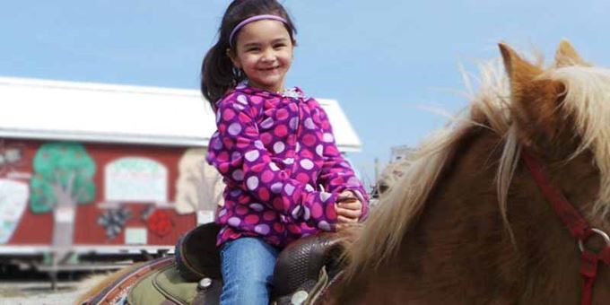Enjoy a fun hand-led pony ride on our gentle haflinger horses.
