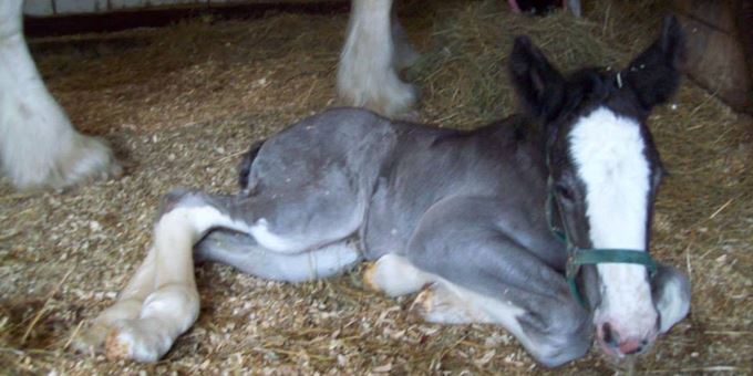 Baby clydesdales are born grey. Only 250 lbs at birth.