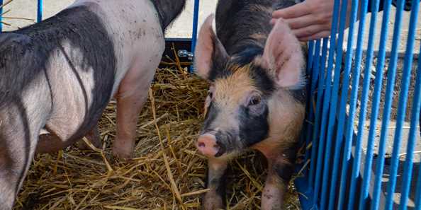 Adorable piglets at the 2019 River Falls Bacon Bash!