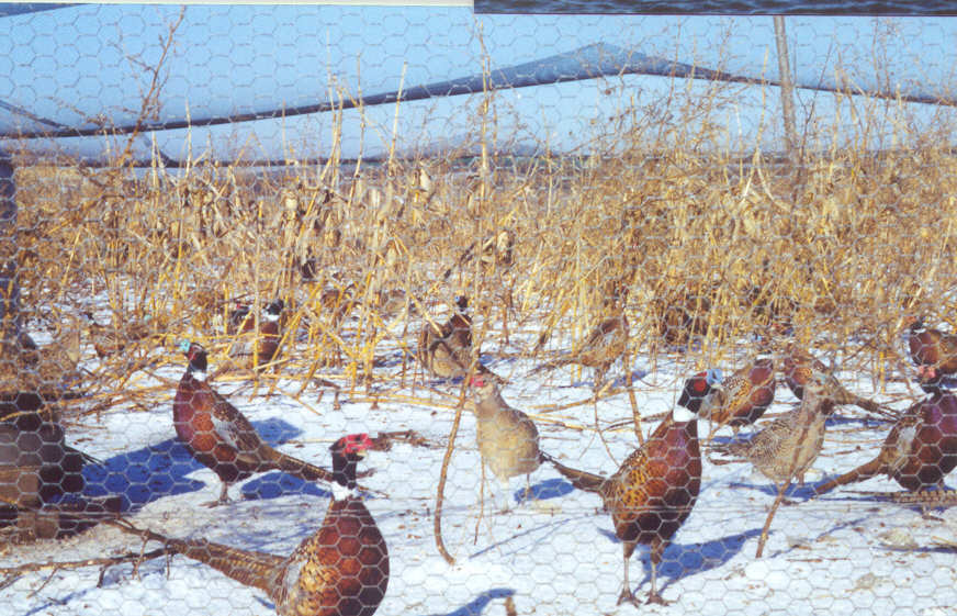 Mac Farlane Pheasant Farm