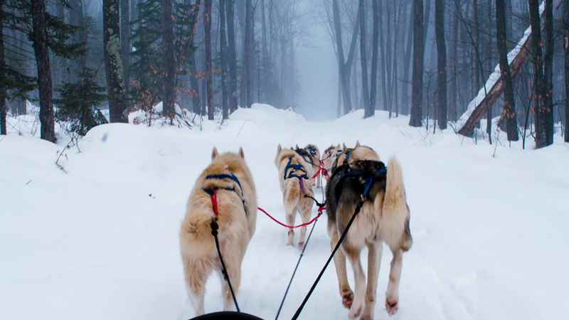 Sled-dogs-Bayfield Sled dogs pulling a sled on a snowy path in a foggy forest