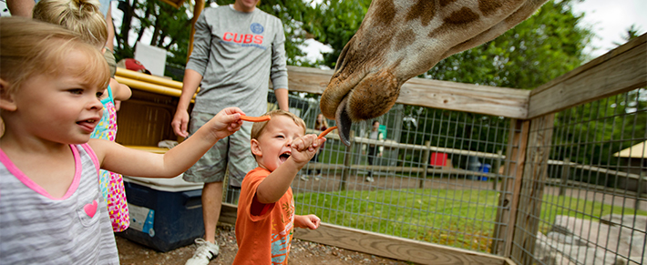 Children Feeding Giraffe at Wildwood Wildlife Adventure Park