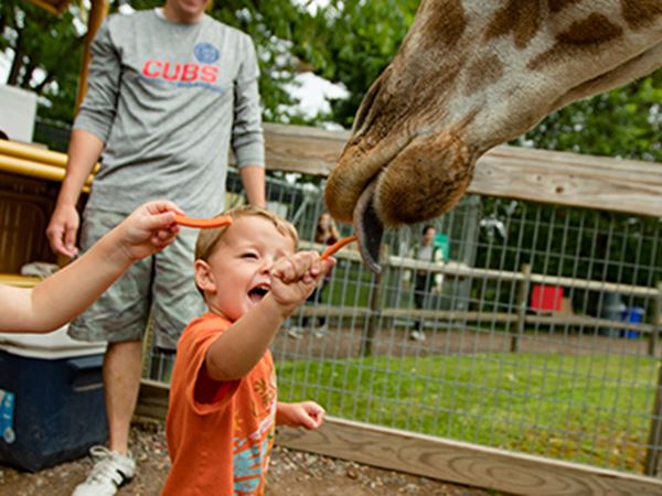 Children Feeding Giraffe at Wildwood Wildlife Adventure Park