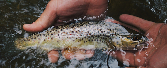 Trout Fishing