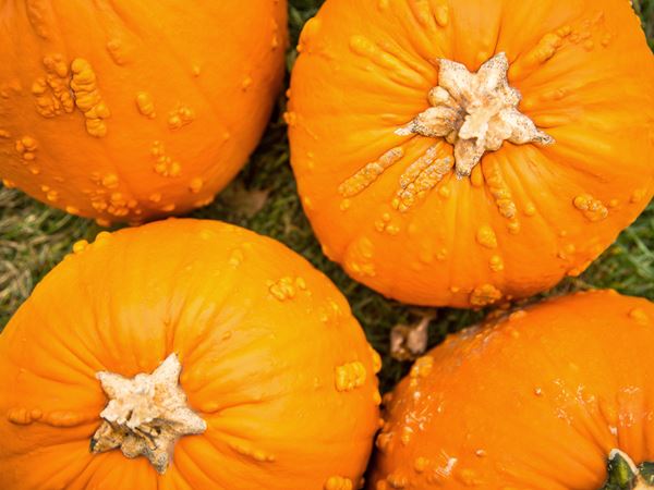 Fall Pumpkins in Wisconsin