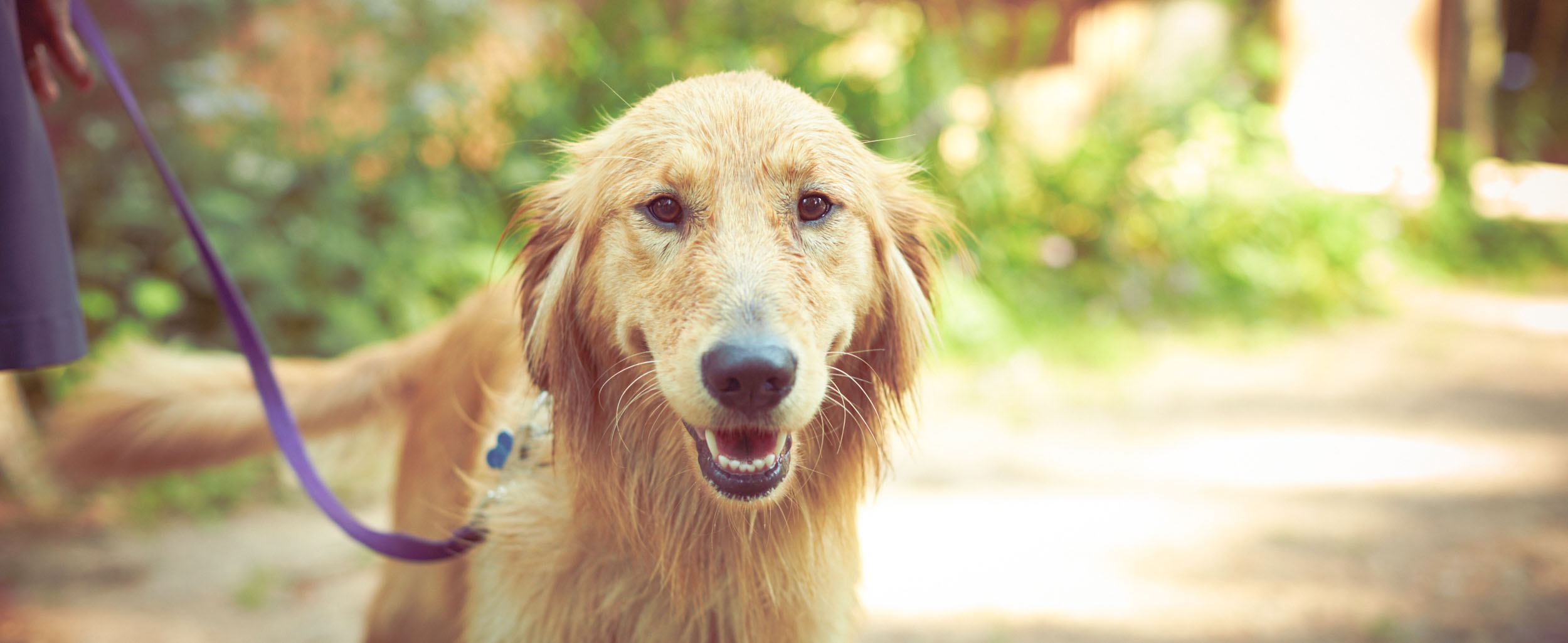 Golden Retriever Dog at Resort in the Northwoods
