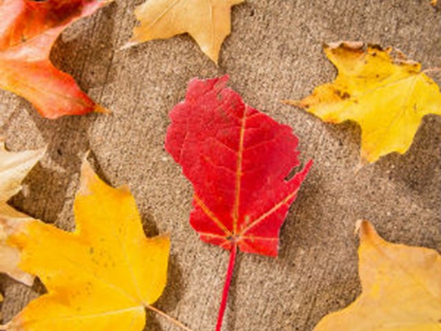 Which Fall Activity are You?