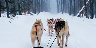 Sled dogs pulling a sled in the snow