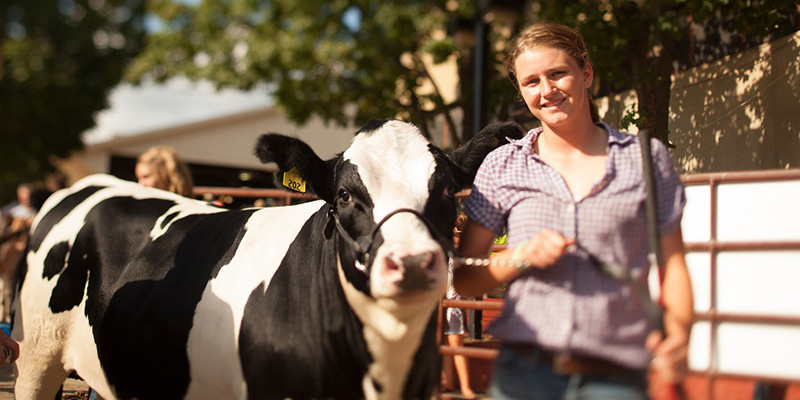 Livestock at State Fair