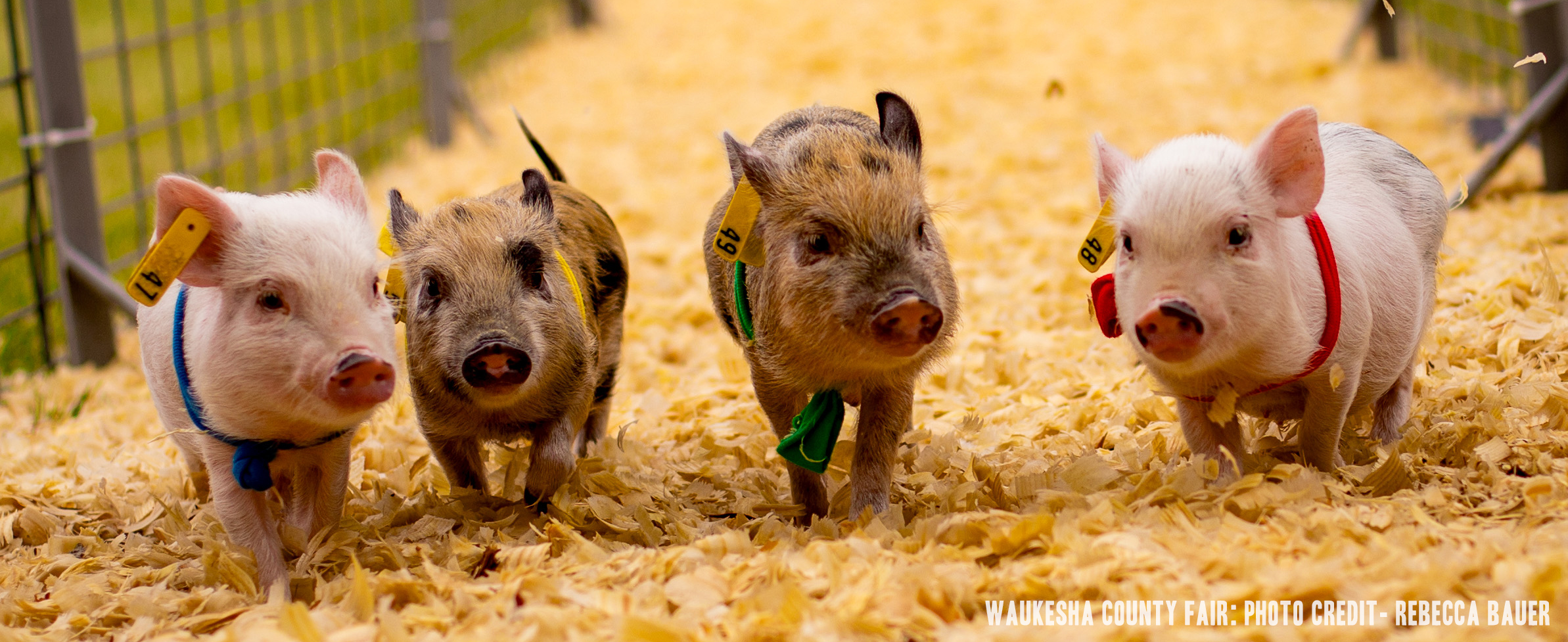 Pig Racing