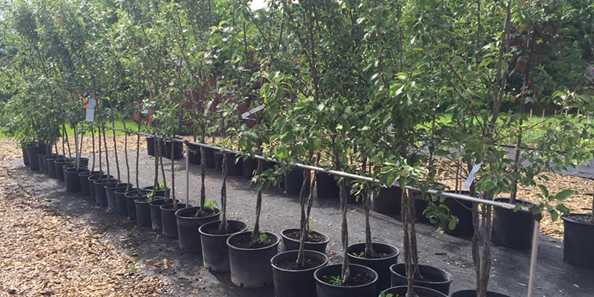 Need an apple tree? We got over 30 different varieties! Both single trees and twist trees, which produce two different apples on one tree!