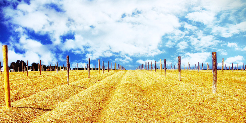 Hay covering the newly planted ginseng fields.