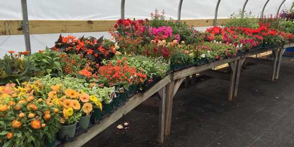BackYard Garden Center offers over 90 different Annuals for you to dress up your favorite pot!