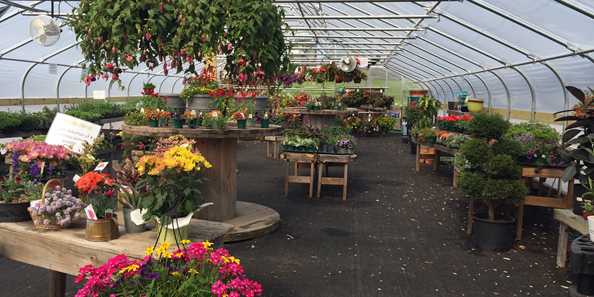 Our greenhouse facility is 30&#39;X70&#39;. Inside houses our fresh floral arrangement station, potted annuals and herbs along with shaded perennials and house plants