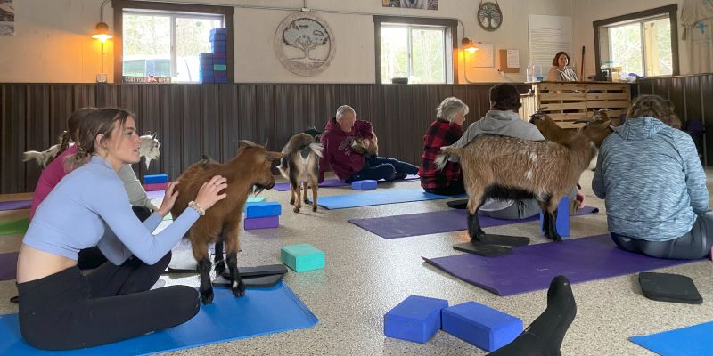 Hidden Timber Soul Sanctuary Goat Alpaca Yoga Chippewa County Wisconsin Things to do