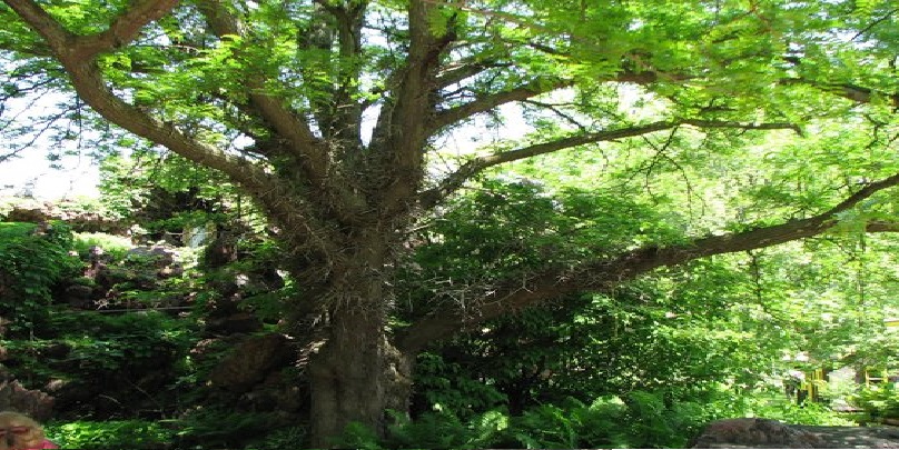 Tree in Rudolph Grotto Garden