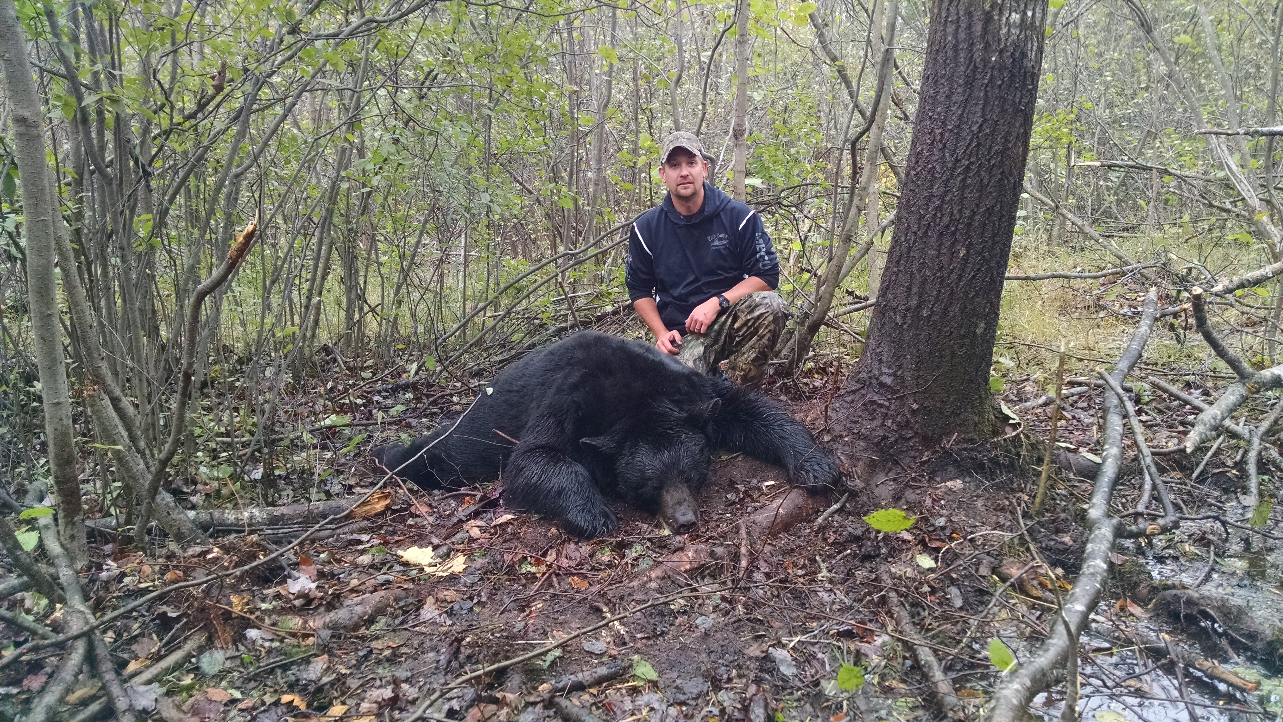 Harvested the last Sunday of 2014 season with the use of hounds. The bear was over 500 lbs live weight.