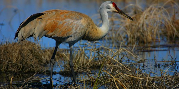 Sandhill State Wildlife Area | Travel Wisconsin