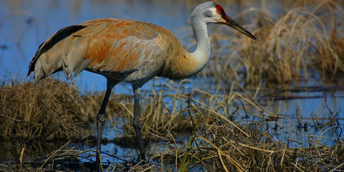 Sandhill Crane standing in water / marsh; Sandhill Wildlife Area WI